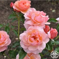 Douglas Gandy™ 17 Douglas Gandy™ -Healthy Plant Shop douglas gandy 5 8