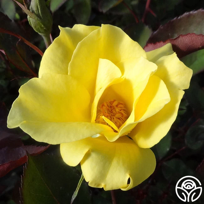 Dr. A.J. Verhage 3 Dr. A.J. Verhage