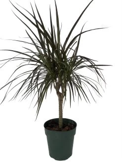 Madagascar Cane Dragon Tree - Dracaena Marginata - 6" Pot