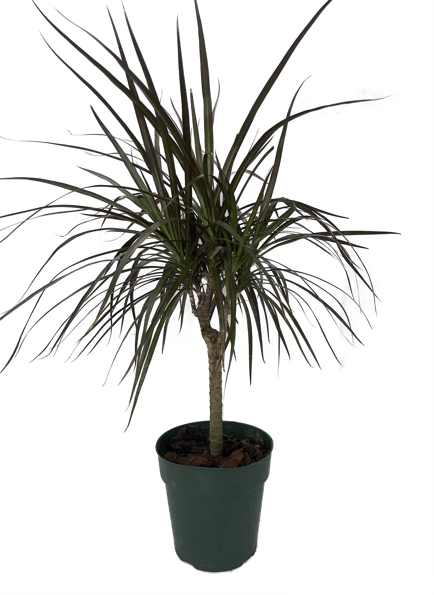 Madagascar Cane Dragon Tree - Dracaena Marginata - 6" Pot 3 Madagascar Cane Dragon Tree - Dracaena Marginata - 6" Pot