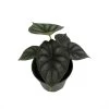 Dragon Scale African Mask Plant - Alocasia - Houseplant - 4" Pot -Healthy Plant Shop dragonscale 50558.1607369303