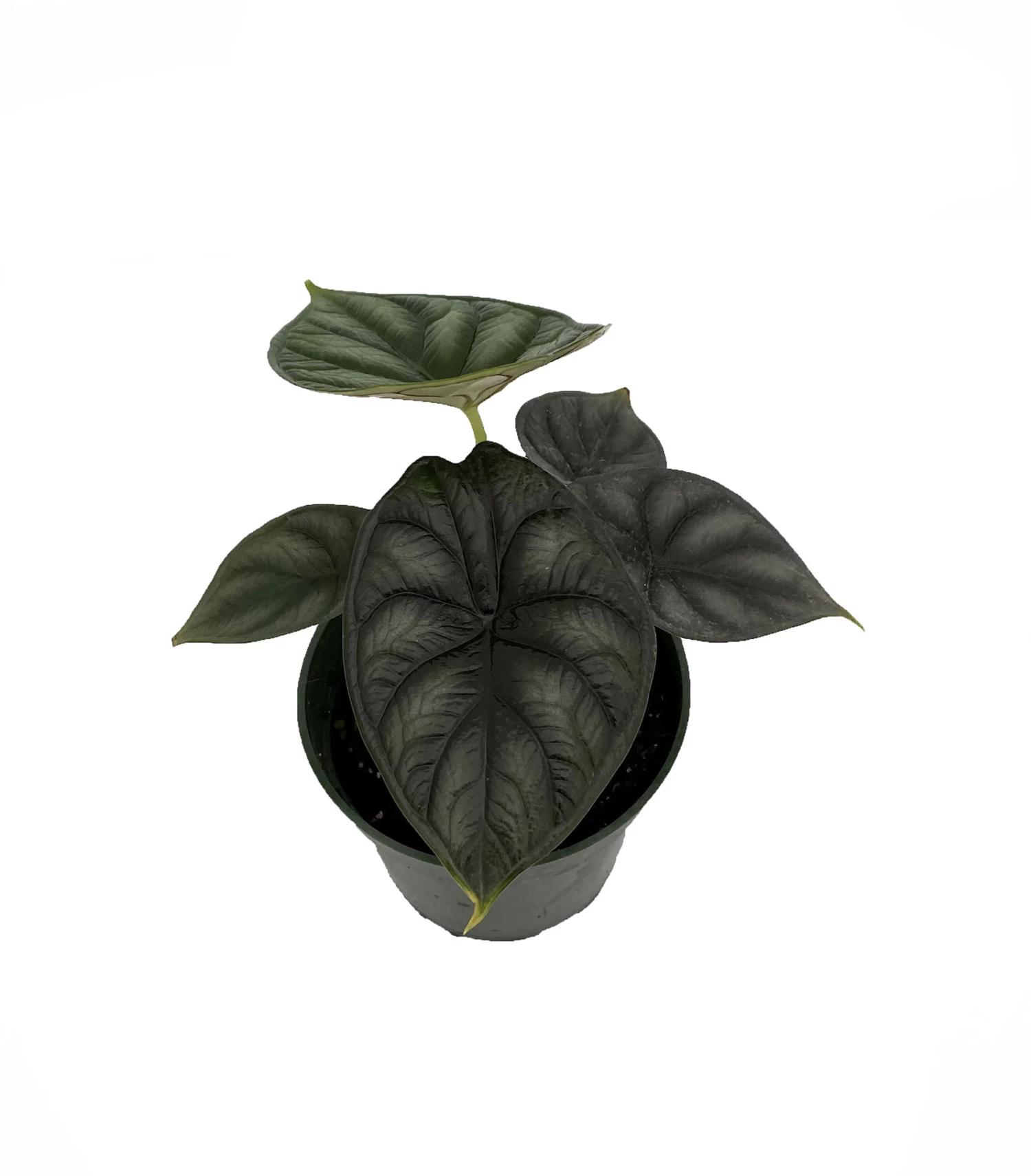 Dragon Scale African Mask Plant - Alocasia - Houseplant - 4" Pot 3 Dragon Scale African Mask Plant - Alocasia - Houseplant - 4" Pot
