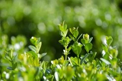 NEWGEN FREEDOM® Boxwood - 4" Pot - Buxus - Indoors Or Out -Healthy Plant Shop dsc 1478 52757.1648736589