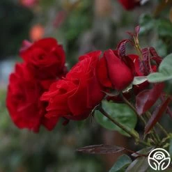 Dublin Bay® 18 Dublin Bay® -Healthy Plant Shop dublin bay 112