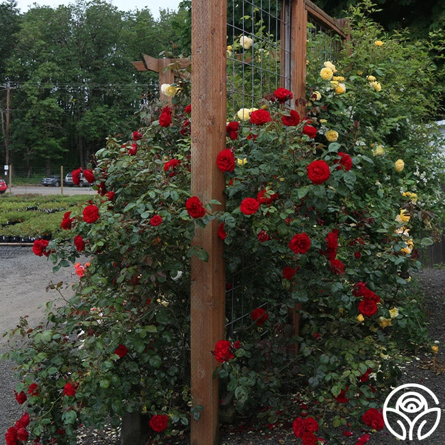 Dublin Bay® 11 Dublin Bay® - Image 9