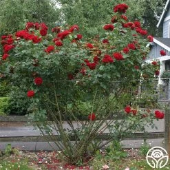 Dublin Bay® 14 Dublin Bay® -Healthy Plant Shop dublin bay 4 1