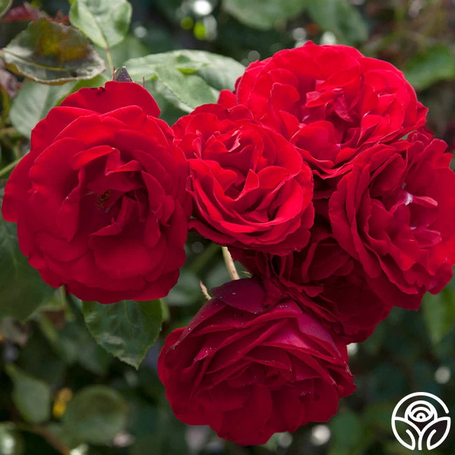 Dublin Bay® 5 Dublin Bay® - Image 3