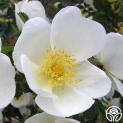 Dunwich Rose -Healthy Plant Shop dunwich rose 4 1 1