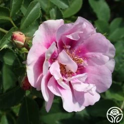 Easy On The Eyes™ -Healthy Plant Shop easy on the eyes 3 1