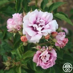 Easy On The Eyes™ -Healthy Plant Shop easy on the eyes 5