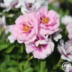 Easy On The Eyes™ -Healthy Plant Shop easy on the eyes 6