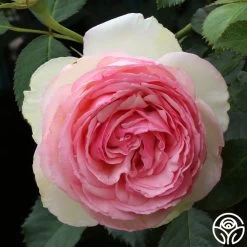 Eden Climber® -Healthy Plant Shop eden 11