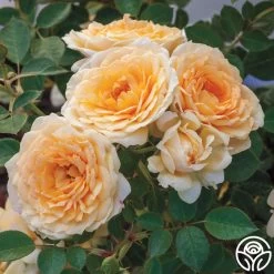 Edith's Darling™ 13 Edith's Darling™ -Healthy Plant Shop edith darling 2