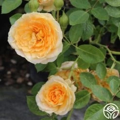 Edith's Darling™ 20 Edith's Darling™ -Healthy Plant Shop edith darling 5