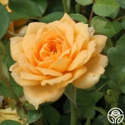 Edith's Darling™ 21 Edith's Darling™ -Healthy Plant Shop edith darling logo