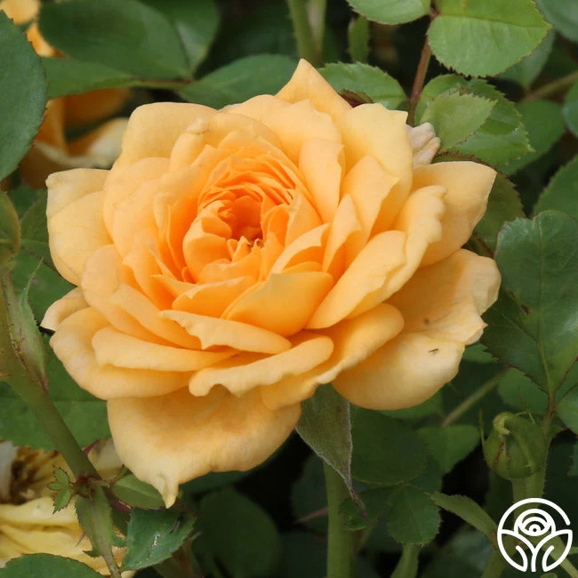 Edith's Darling™ 12 Edith's Darling™ - Image 10