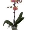 Elegance Moth Orchid Plant - Phalaenopsis - Easy House Plant - 3" Pot 2 Elegance Moth Orchid Plant - Phalaenopsis - Easy House Plant - 3" Pot -Healthy Plant Shop elegance3flnew 94362.1691251216
