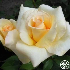 Elegant Beauty 8 Elegant Beauty -Healthy Plant Shop elegant beauty 1 8