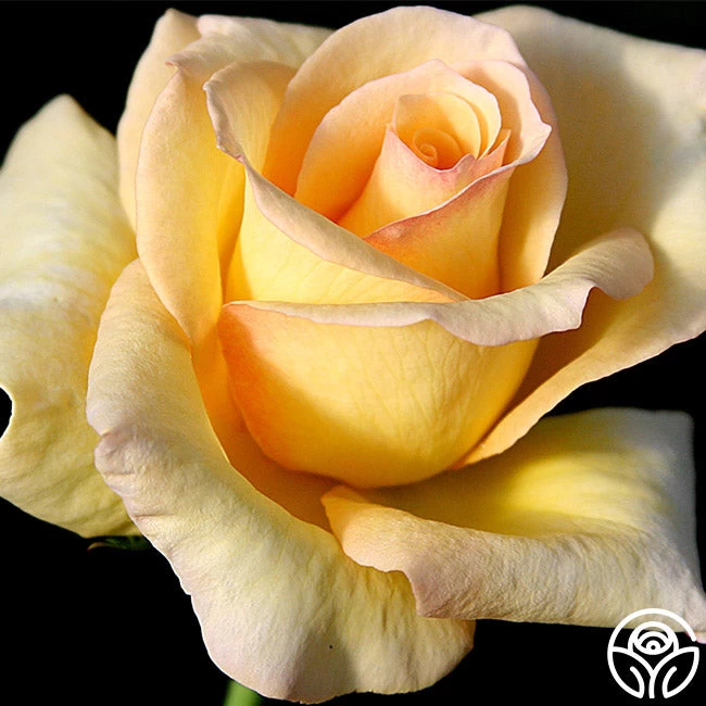 Elegant Beauty 4 Elegant Beauty - Image 2