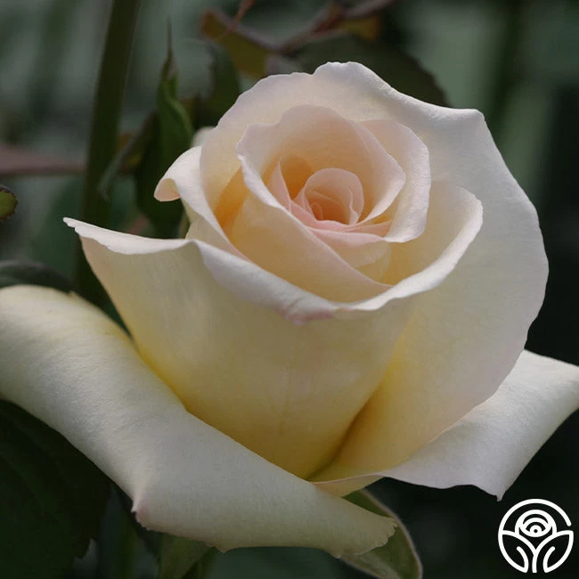 Elegant Beauty 6 Elegant Beauty - Image 4