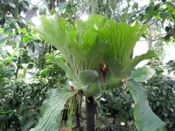 Angola Staghorn Fern - Platycerium Elephantotis - 4" Pot - Collector's Series 11 Angola Staghorn Fern - Platycerium Elephantotis - 4" Pot - Collector's Series -Healthy Plant Shop elephantstagmature 55814.1690932463