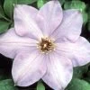Elsa Spaeth Clematis - Light Purple - 2.5" Pot 2 Elsa Spaeth Clematis - Light Purple - 2.5" Pot -Healthy Plant Shop elsa spaeth 15404.1665600705