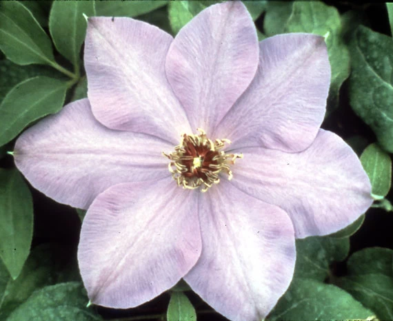 Elsa Spaeth Clematis - Light Purple - 2.5" Pot 3 Elsa Spaeth Clematis - Light Purple - 2.5" Pot