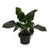 Emerald Gem Queen Of Hearts Plant - Homalomena - 6" Pot - Collector's Series -Healthy Plant Shop emeraldqueen6in 79472.1669121711