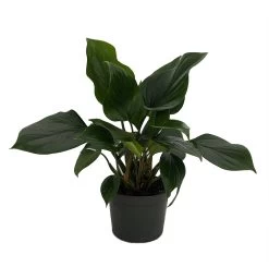 Emerald Gem Queen Of Hearts Plant - Homalomena - 6" Pot - Collector's Series