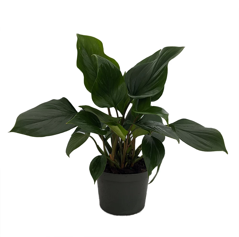 Emerald Gem Queen Of Hearts Plant - Homalomena - 6" Pot - Collector's Series 3 Emerald Gem Queen Of Hearts Plant - Homalomena - 6" Pot - Collector's Series