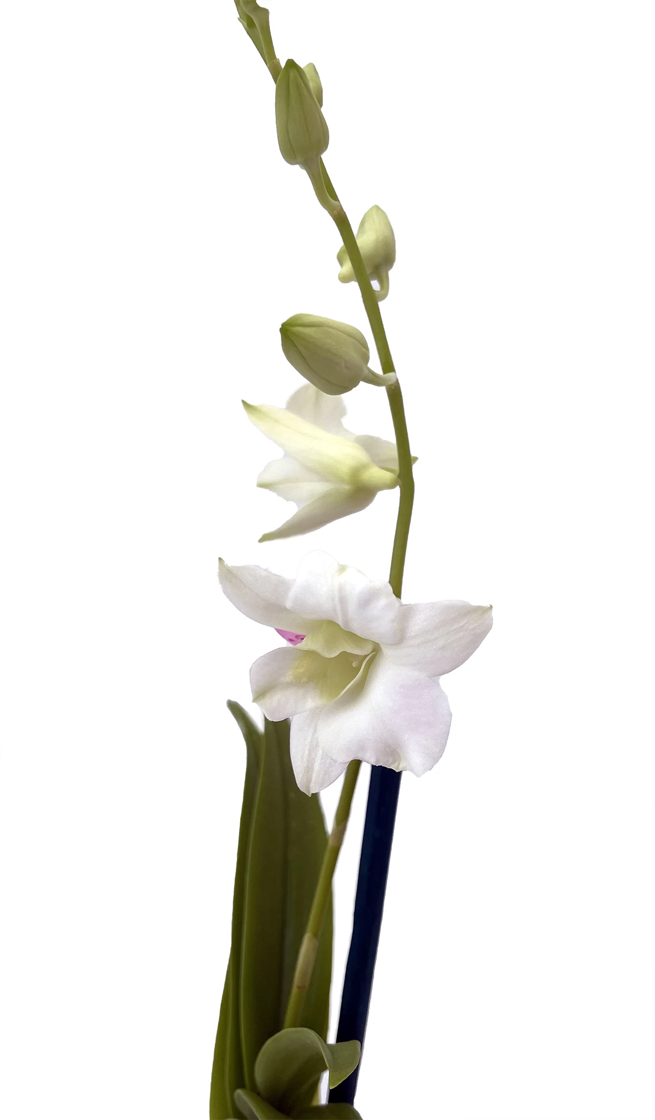 Enobi Snow White Dendrobium Orchid - 2" Pot - Collector Orchids 4 Enobi Snow White Dendrobium Orchid - 2" Pot - Collector Orchids - Image 2