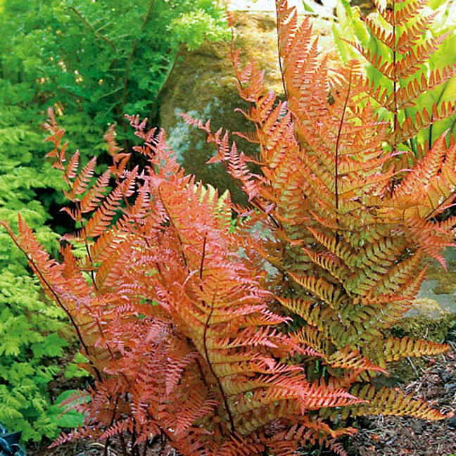 Brilliance Autumn Fern - Dryopteris Erythrosora - Quart Pot 4 Brilliance Autumn Fern - Dryopteris Erythrosora - Quart Pot - Image 2