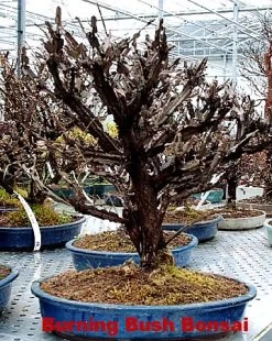 Fire Ball® Euonymus Alatus 'Select' - Burning Bush - Proven Winners- 4'' Pot 8 Fire Ball® Euonymus Alatus 'Select' - Burning Bush - Proven Winners- 4'' Pot -Healthy Plant Shop euonymusfireball2 76329.1615344455