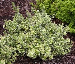 White Album™ Euonymus - Proven Winners - Great Evergreen Groundcover - 4" Pot 7 White Album™ Euonymus - Proven Winners - Great Evergreen Groundcover - 4" Pot -Healthy Plant Shop euonymuswhitealbum1 32523.1615344525