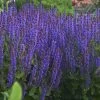 Evening Attire - Salvia Fashionista® - Meadow Sage - Quart Pot 2 Evening Attire - Salvia Fashionista® - Meadow Sage - Quart Pot -Healthy Plant Shop eveningattire 66160.1600880557