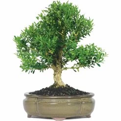 NEWGEN FREEDOM® Boxwood - 4" Pot - Buxus - Indoors Or Out -Healthy Plant Shop fa2b4c5f 0f3d 4a38 8b80 3c450f0db76c 1.69ae5a168ce7b62a5f97902ce7803d86 34238.1648736588