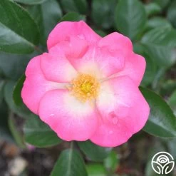 Fashion Statement™ -Healthy Plant Shop fashion statement 3 1 1