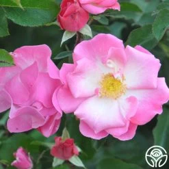 Fashion Statement™ -Healthy Plant Shop fashion statement 4 8