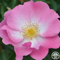 Fashion Statement™ -Healthy Plant Shop fashion statement 6