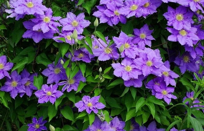 Will Goodwin Clematis Vine - Purple - 2.5" Pot 4 Will Goodwin Clematis Vine - Purple - 2.5" Pot - Image 2