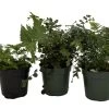 Fern Assortment - 3 Pack In 4" Pots 1 Fern Assortment - 3 Pack In 4" Pots -Healthy Plant Shop ferncoll3 24148.1697493091