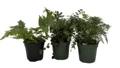 Fern Assortment - 3 Pack In 4" Pots