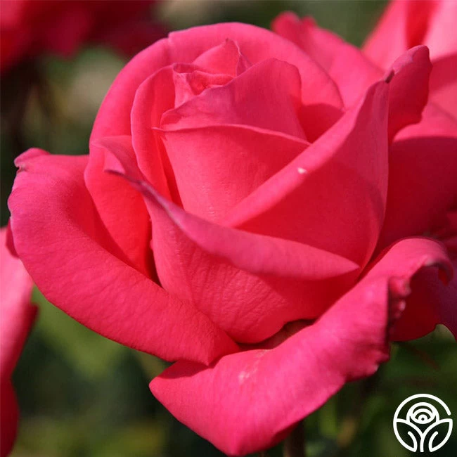 Eleganza® Fiji 6 Eleganza® Fiji - Image 4