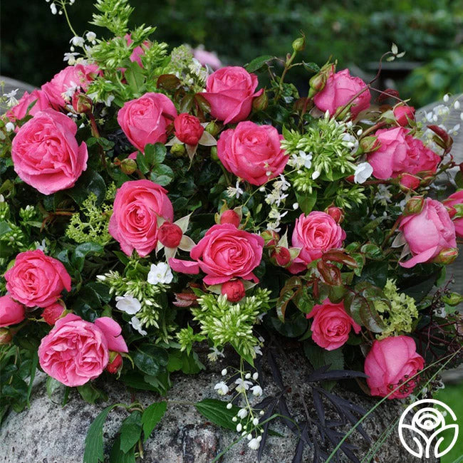 Eleganza® Fiji 4 Eleganza® Fiji - Image 2