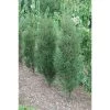 Fine Line® Buckthorn - Rhamnus - Hardy - Proven Winners - 4" Pot 1 Fine Line® Buckthorn - Rhamnus - Hardy - Proven Winners - 4" Pot -Healthy Plant Shop fineline rhamus 40644.1615344498