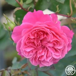 Flamenco Rosita -Healthy Plant Shop flamenco rosita 1 8