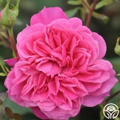 Flamenco Rosita -Healthy Plant Shop flamenco rosita 2 1