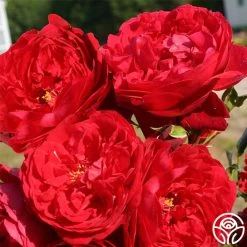 Kolorscape® Florentina -Healthy Plant Shop florentina 2 1 1