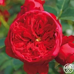 Kolorscape® Florentina -Healthy Plant Shop florentina 3 8