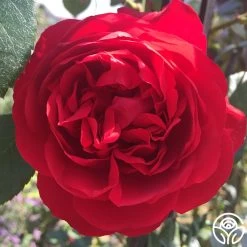 Kolorscape® Florentina -Healthy Plant Shop florentina 5 1 1